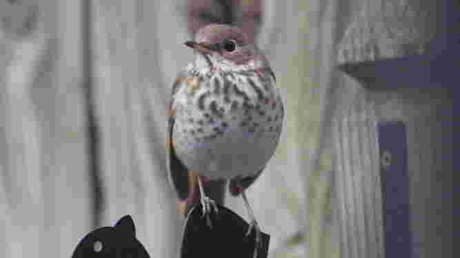 Hermit Thrush