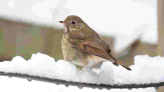 Hermit Thrush