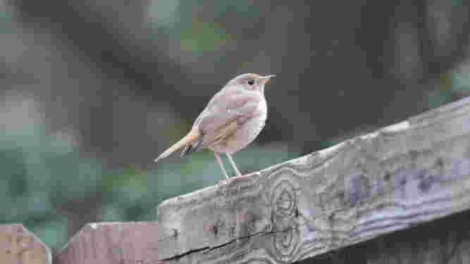 Hermit Thrush