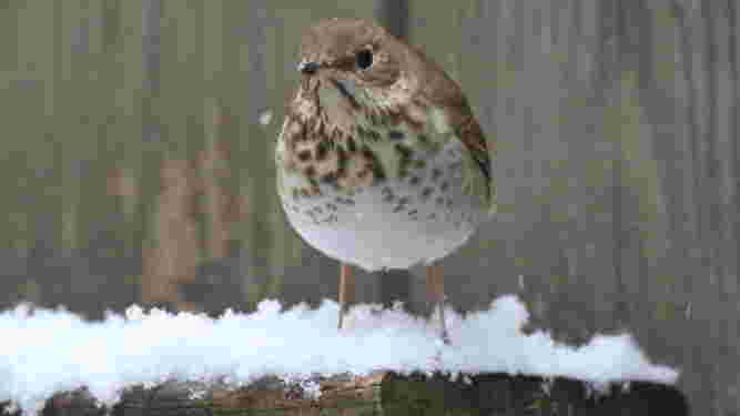 Hermit Thrush