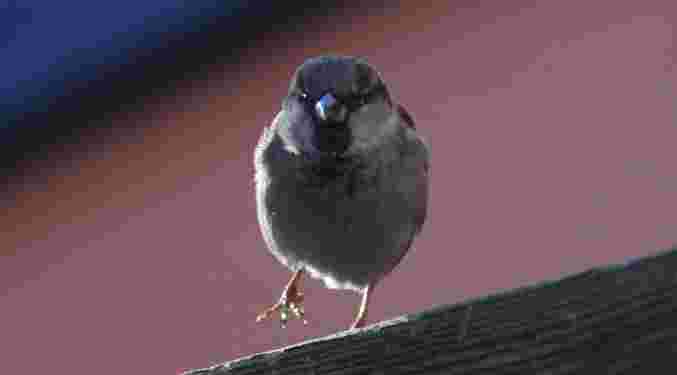 House Sparrow