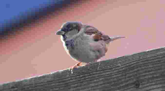 House Sparrow