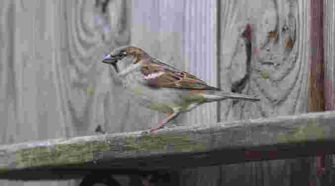 House Sparrow