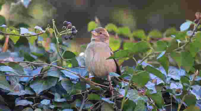 House Sparrow