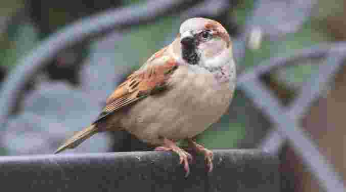 House Sparrow
