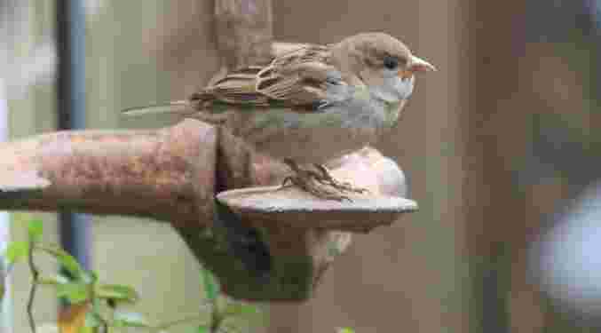 House Sparrow