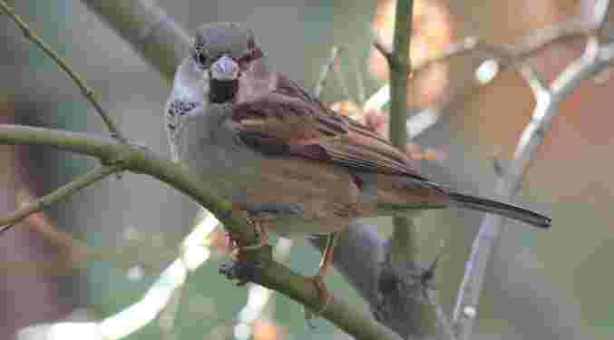 House Sparrow