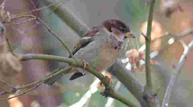 House Sparrow