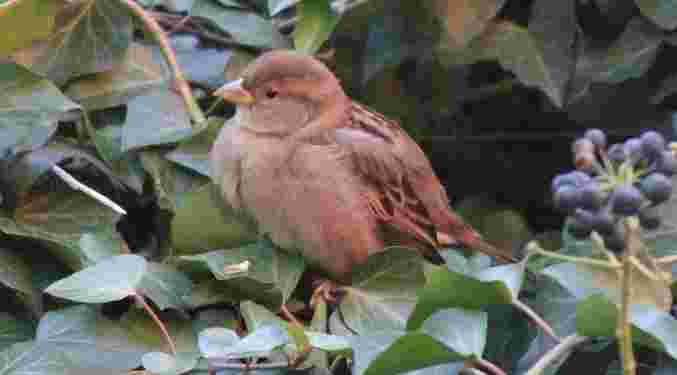 House Sparrow