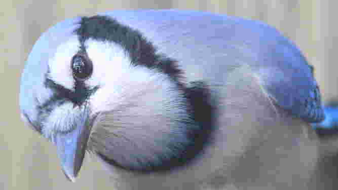 Blue Jay