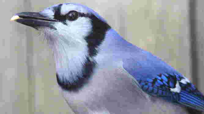 Blue Jay
