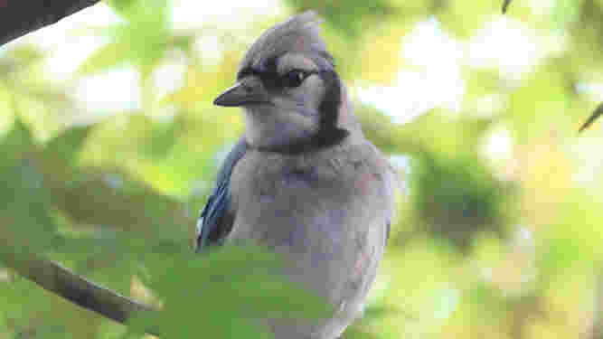 Blue Jay