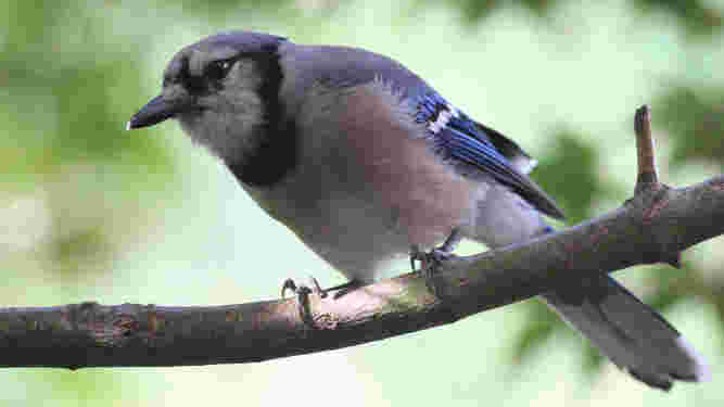 Blue Jay