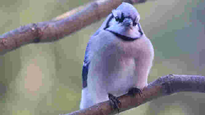 Blue Jay