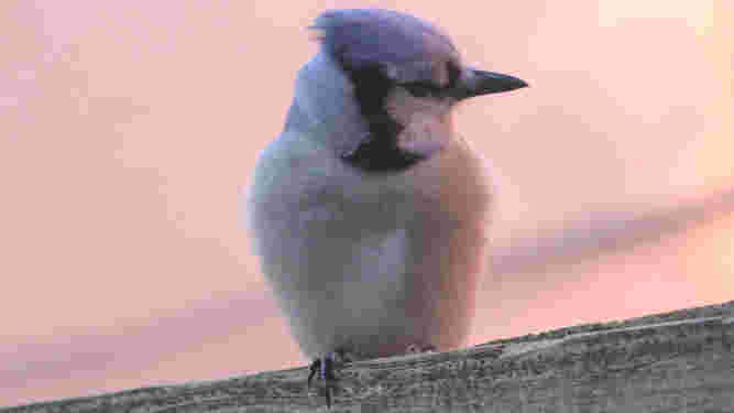Blue Jay