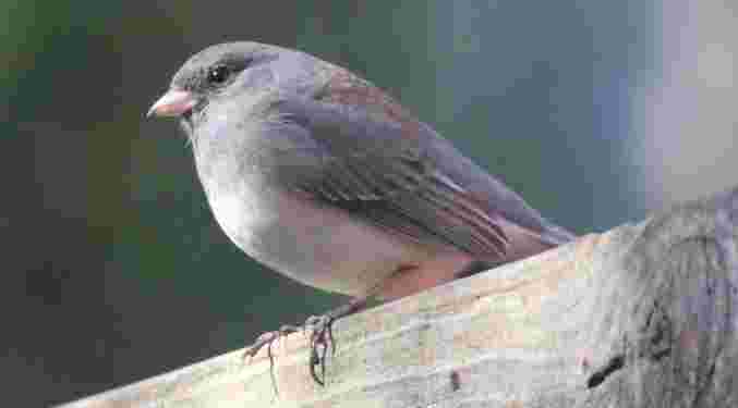 Dark-Eyed Junco