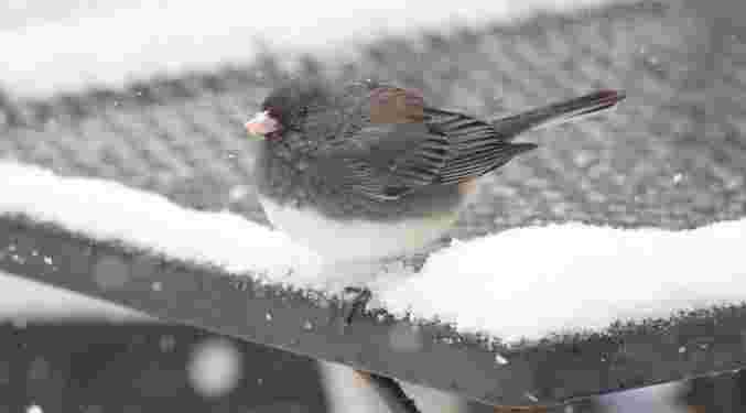 Dark-Eyed Junco