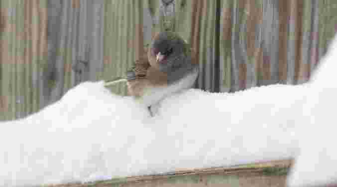 Dark-Eyed Junco