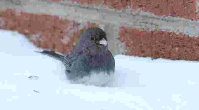 Dark-Eyed Junco