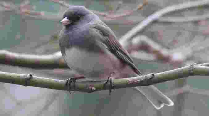 Dark-Eyed Junco