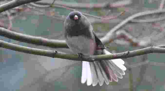 Dark-Eyed Junco