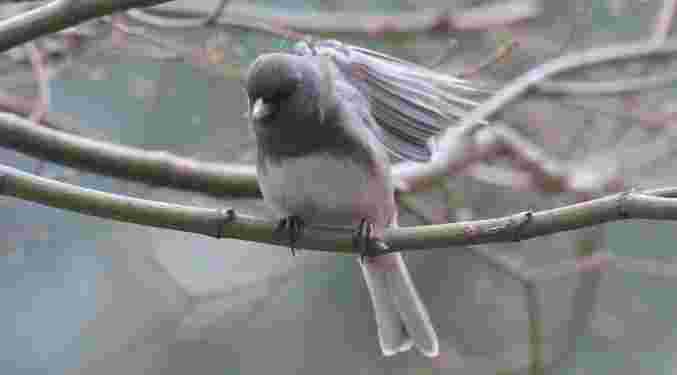 Dark-Eyed Junco