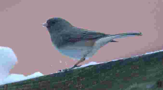 Dark-Eyed Junco