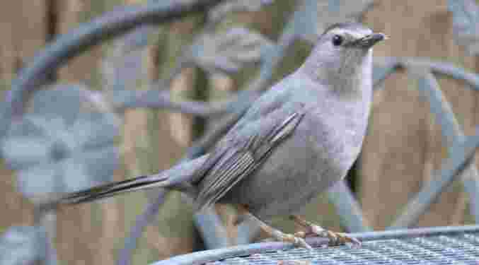 Gray Catbird