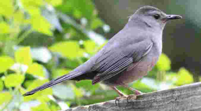 Gray Catbird