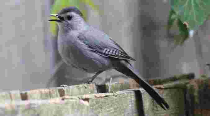 Gray Catbird