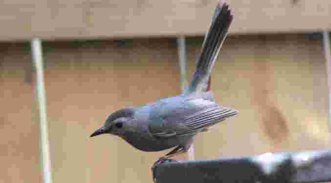 Gray Catbird