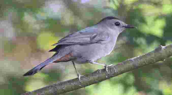 Gray Catbird