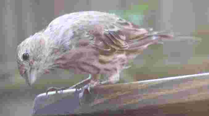 House Finch