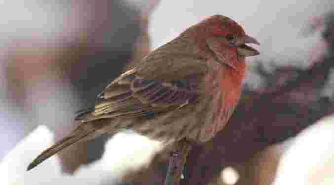 House Finch