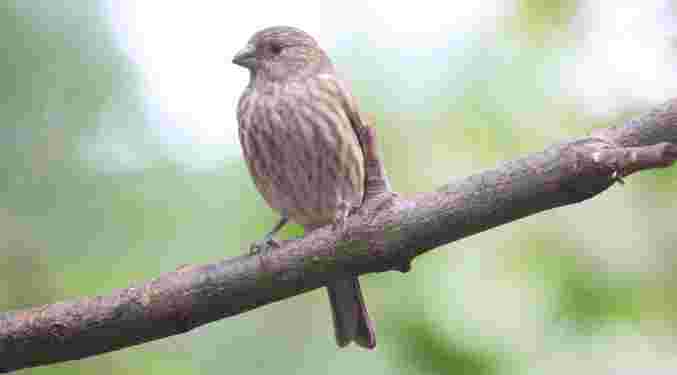 House Finch