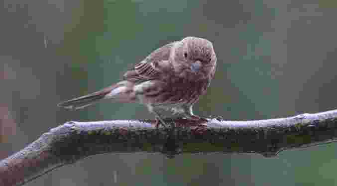 House Finch