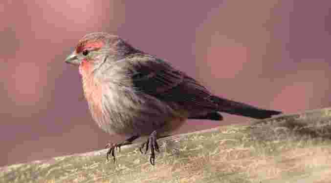 House Finch