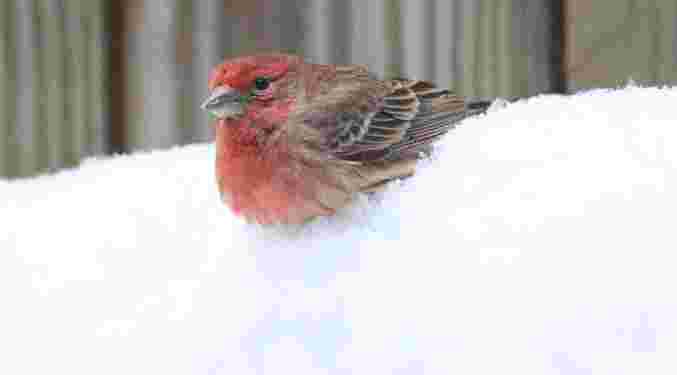 House Finch