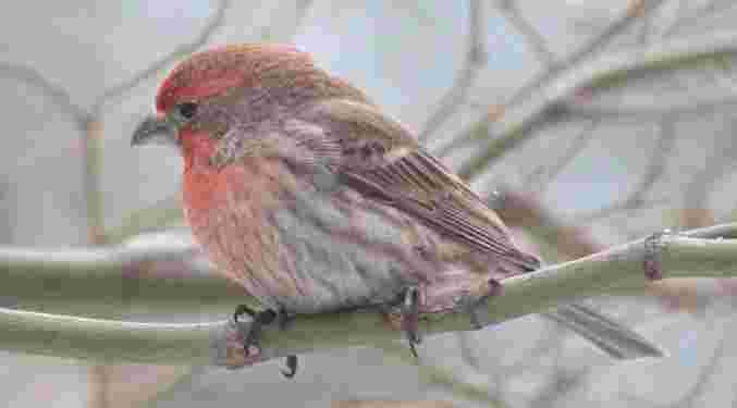 House Finch