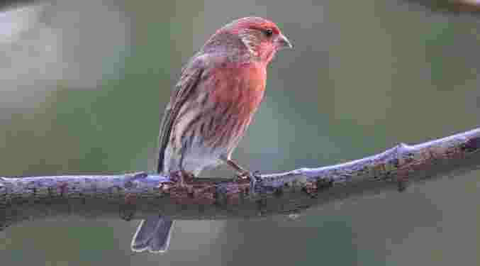 House Finch