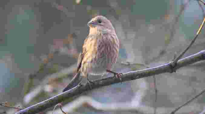 House Finch