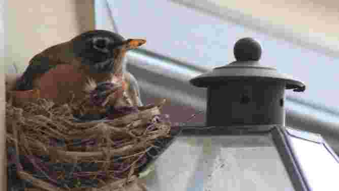 American Robin