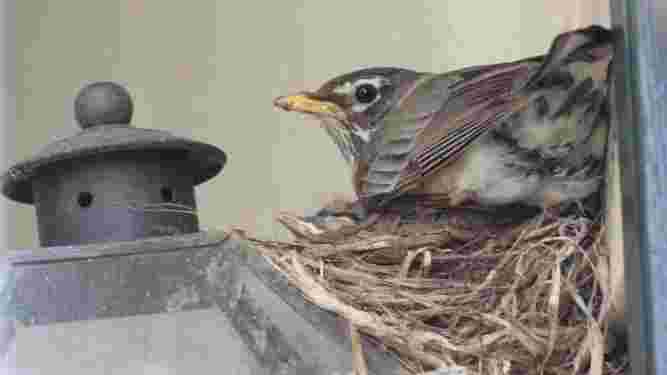 American Robin