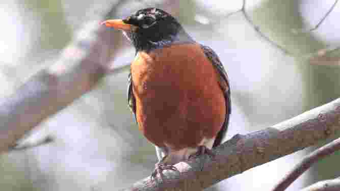 American Robin