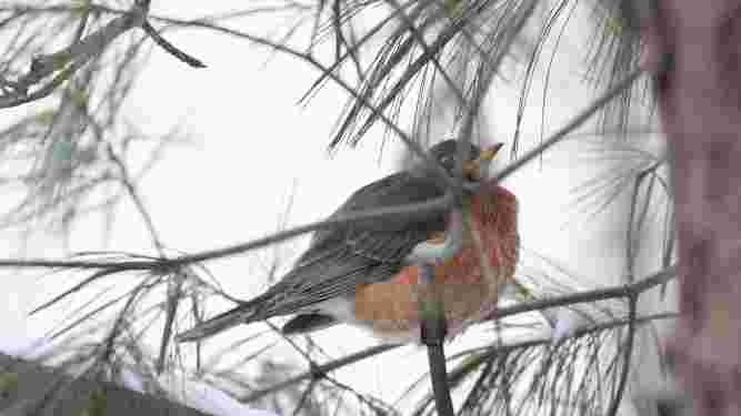 American Robin