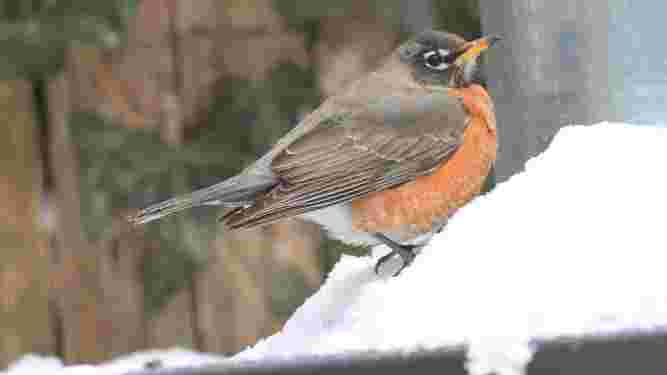 American Robin