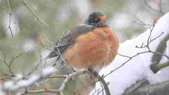 American Robin