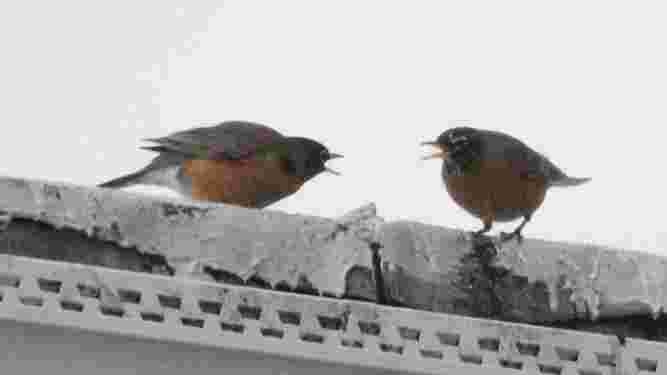 American Robin