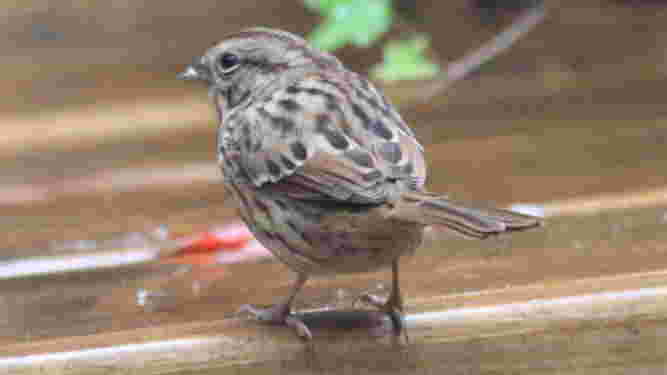 Song Sparrow