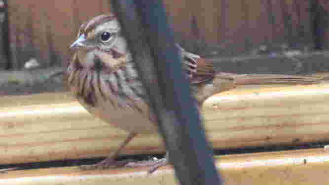 Song Sparrow